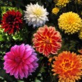 /album/respectonsnosproches-htenorm/dahlia-assortiment-jpg1/